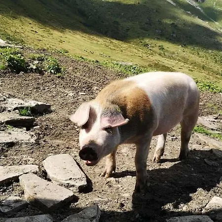 Daniela 4 شقة راوريس